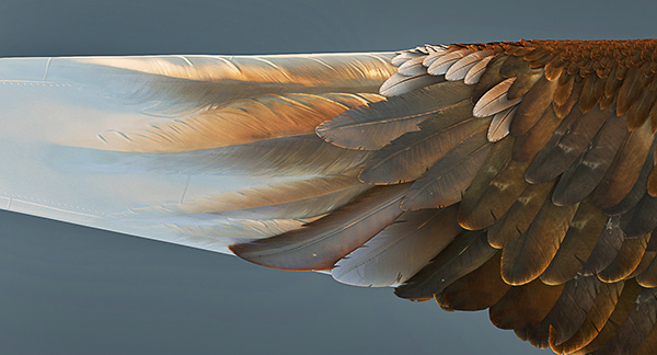 Eagle Plane