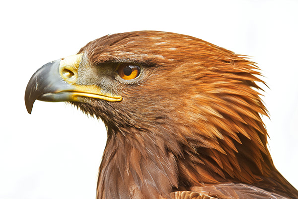 Eagle Plane