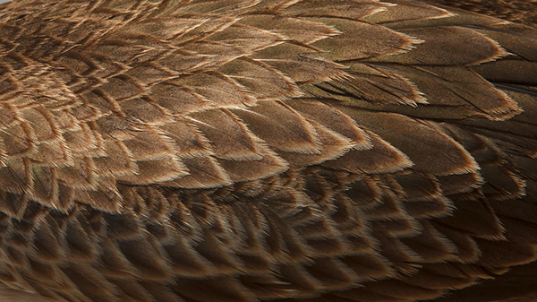 Eagle Plane
