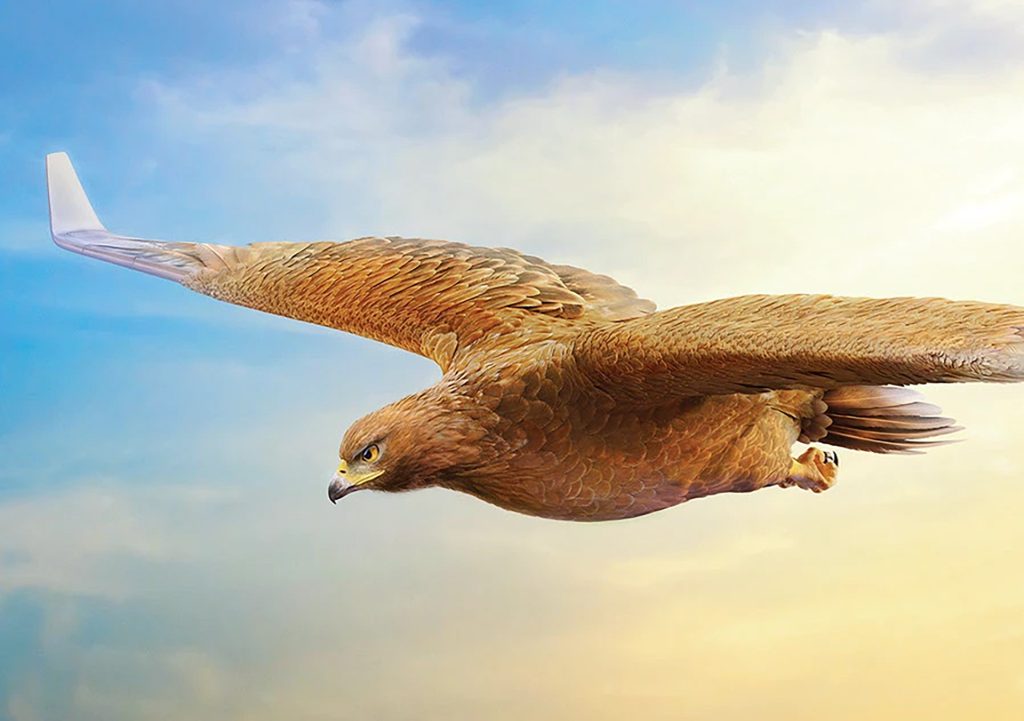 Eagle Plane