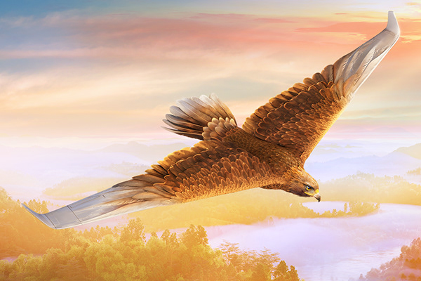 Eagle Plane